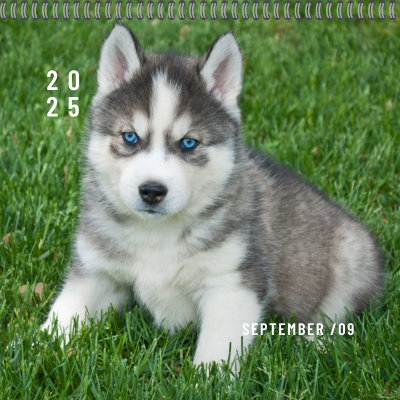 Calendar 2025 Puppy Gallery